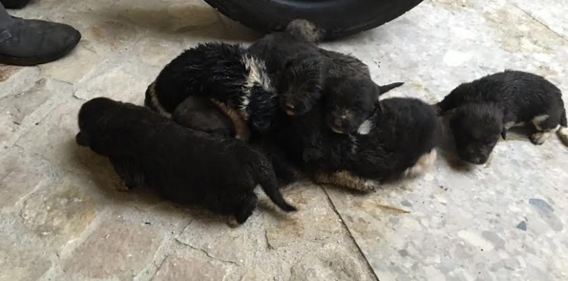 Polizia Municipale salva otto cuccioli, Arvonio: “Speriamo trovino presto una casa”