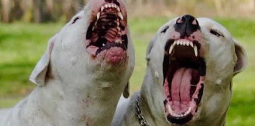 Donna azzannata dai cani, è grave