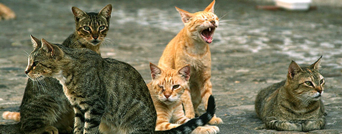 Sterilizzazioni feline, Anpana denuncia: “Rubate gabbie presso il cimitero di Avellino”