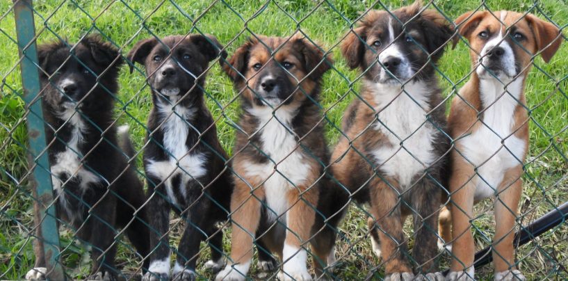 #proteggianimali, giornata di sensibilizzazione sulle tematiche animaliste presso la villa di Avellino