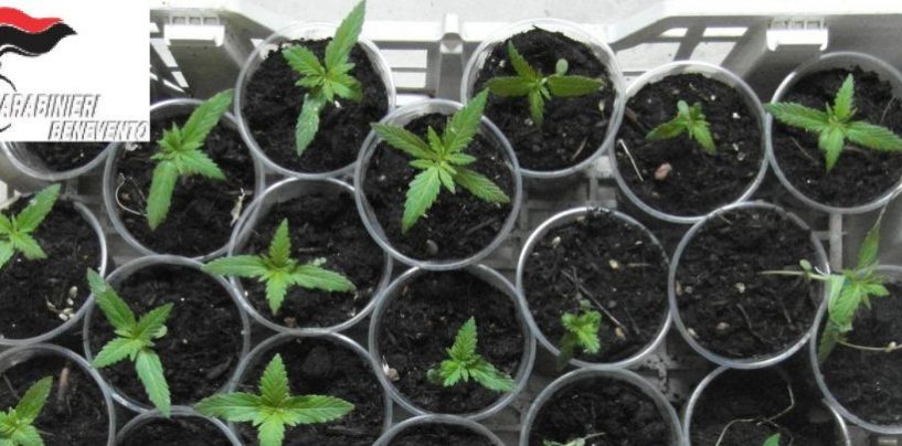 25 piantine di marijuana sul terrazzo, scovate dall’unità cinofila dell’Arma