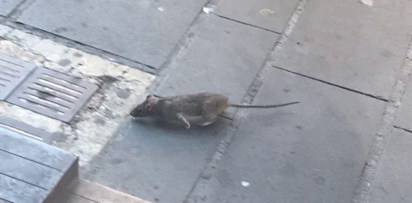 FOTO/ Avellino, barricati nel bar a causa dei topi: accade a Corso Vittorio Emanuele