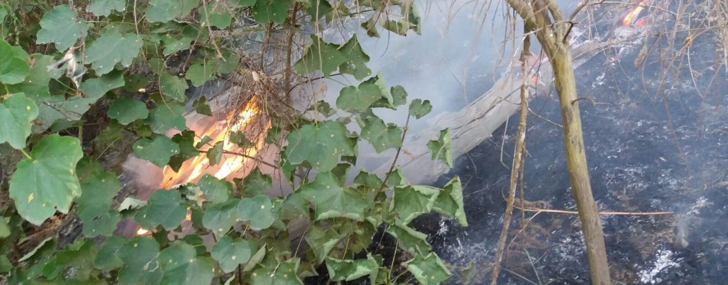 Incendi: i caschi rossi salvano i vigneti di Greco di Tufo, di nuovo in fiamme il Faliesi