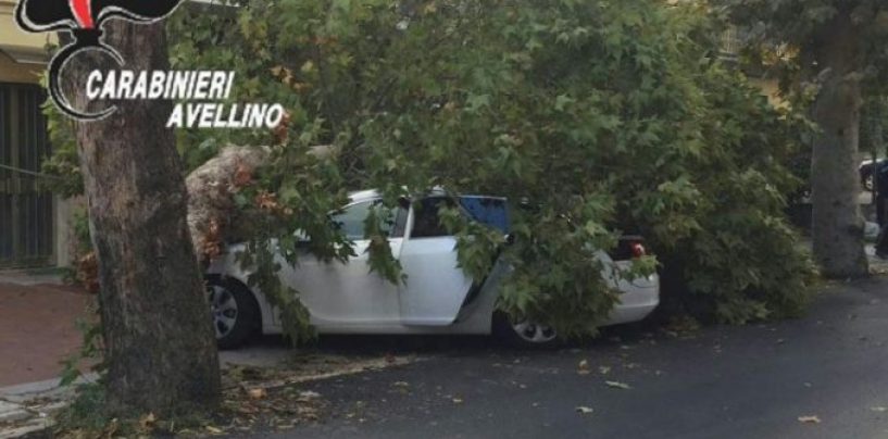 Sfiorata la tragedia a Grottaminarda, un ramo si spezza e colpisce un’auto