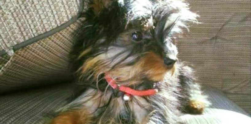 Avellino, Gigi è scomparso: l’appello disperato dei padroni