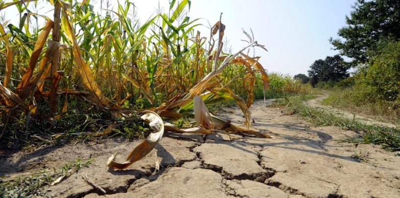 Siccità e grandinate: è allarme agricoltura in Irpinia