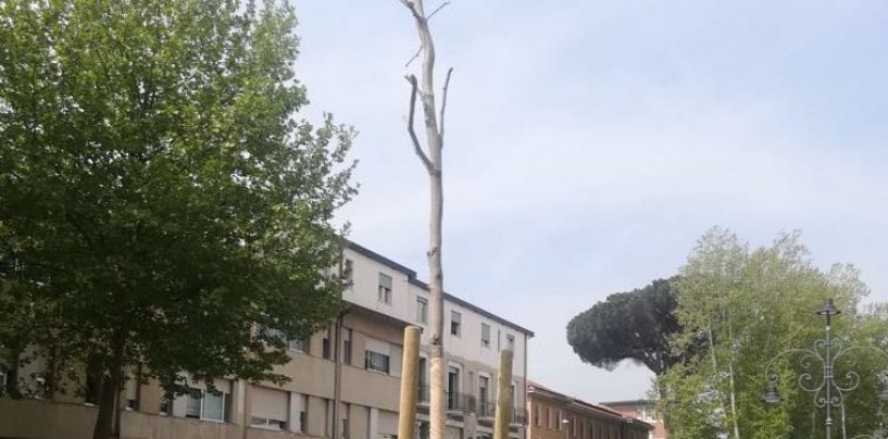 Quattro nuovi platani lungo Viale Italia, Penna: “Il mio ultimo regalo alla città”