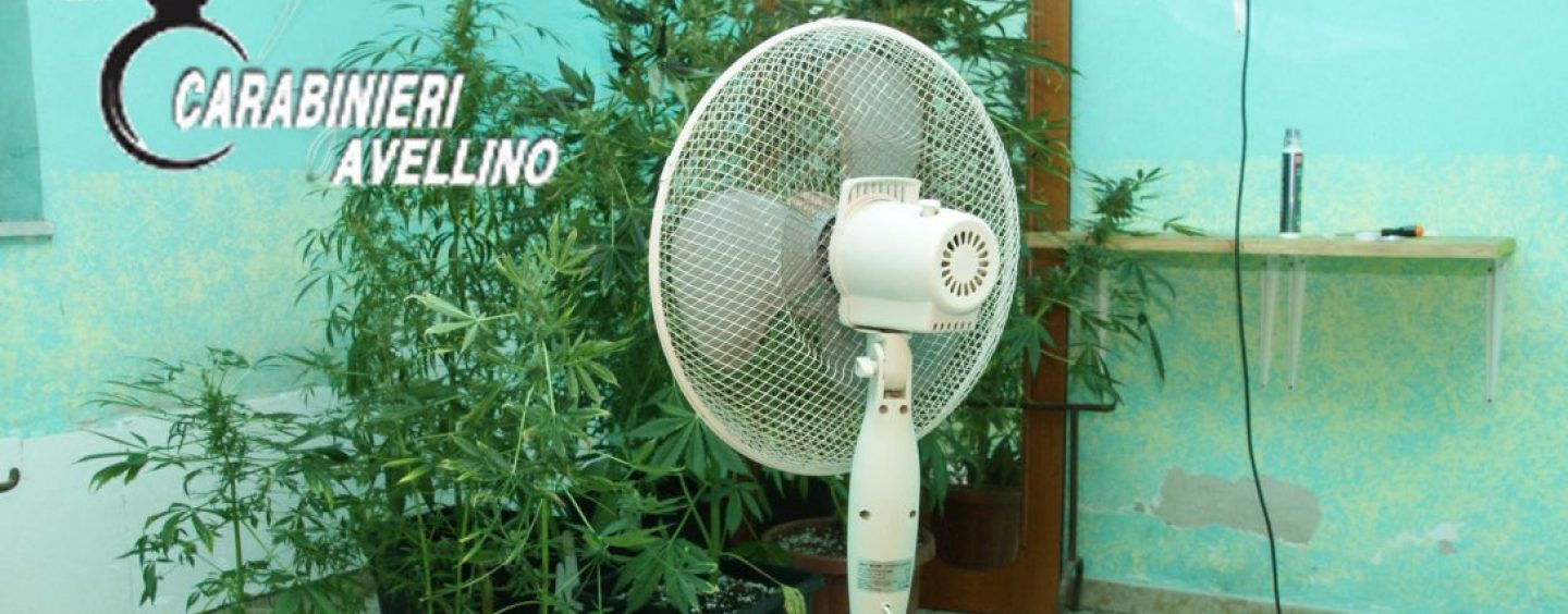 Filiera indoor per la produzione di marijuana: Carabinieri insospettiti dall’odore pungente