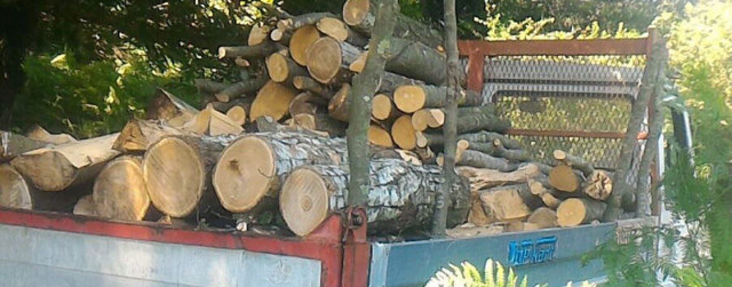 Abbattevano alberi nel Parco del Partenio: un arresto e due denunce. Sequestrati 80 quintali di legna