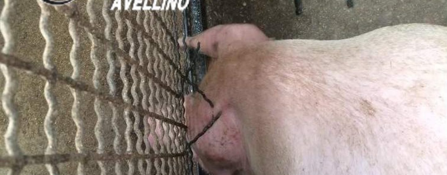Maltrattamenti di animali e inquinamento: scatta la denuncia per la responsabile di un’azienda zootecnica