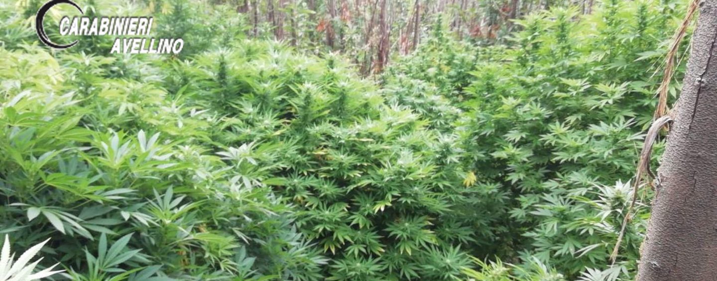 Blitz antidroga, scoperte due piantagioni di marijuana: sequestrate 2 tonnellate di piante