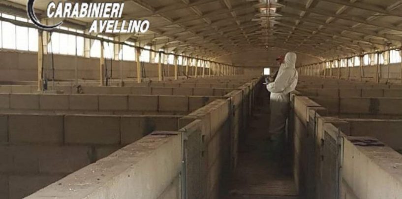 Sequestrato allevamento con oltre 2600 suini: in cinque nei guai