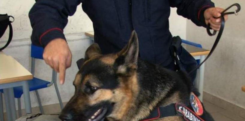 “Scuole sicure”, blitz dei Carabinieri: il cane Pirat scova l’hashish sotto una mattonella