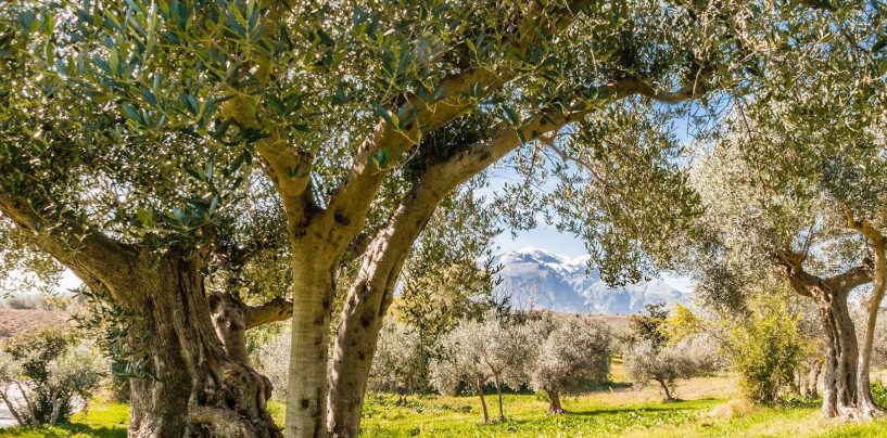 Dramma ad Ariano: agricoltore cade da un albero e muore
