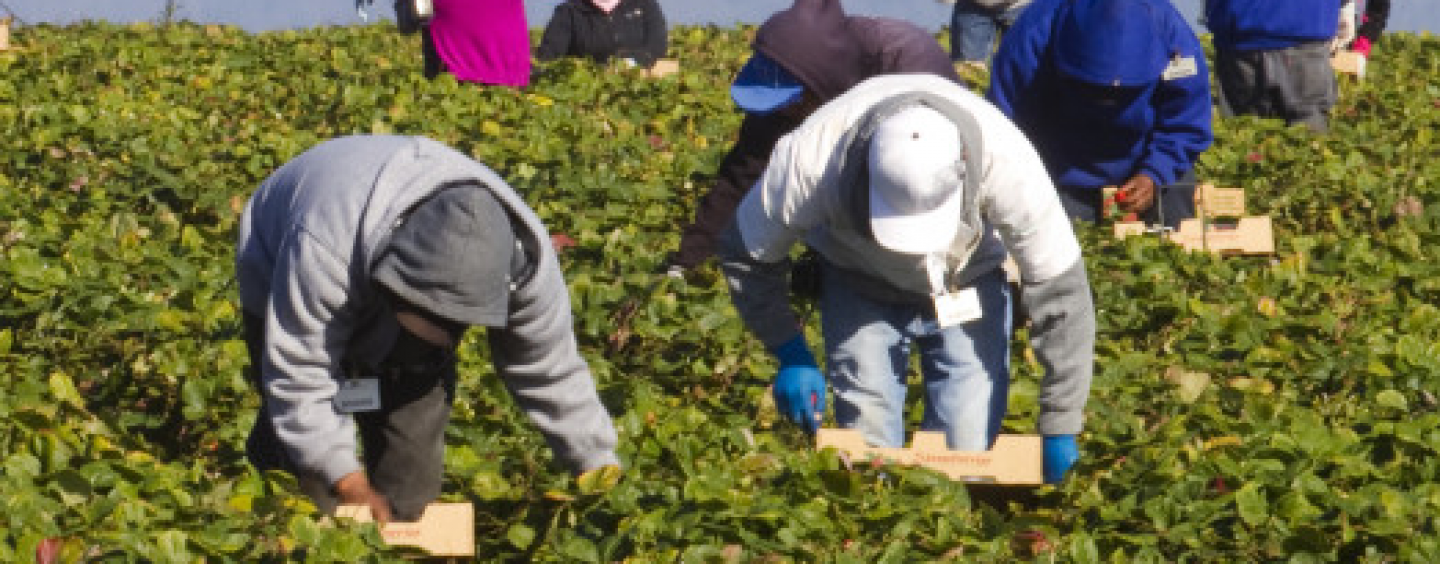 Formazione in agricoltura: allo Sprar di Sant’Angelo a Scala la prima lezione di potatura