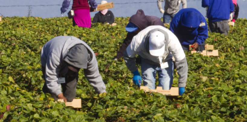 Formazione in agricoltura: allo Sprar di Sant’Angelo a Scala la prima lezione di potatura