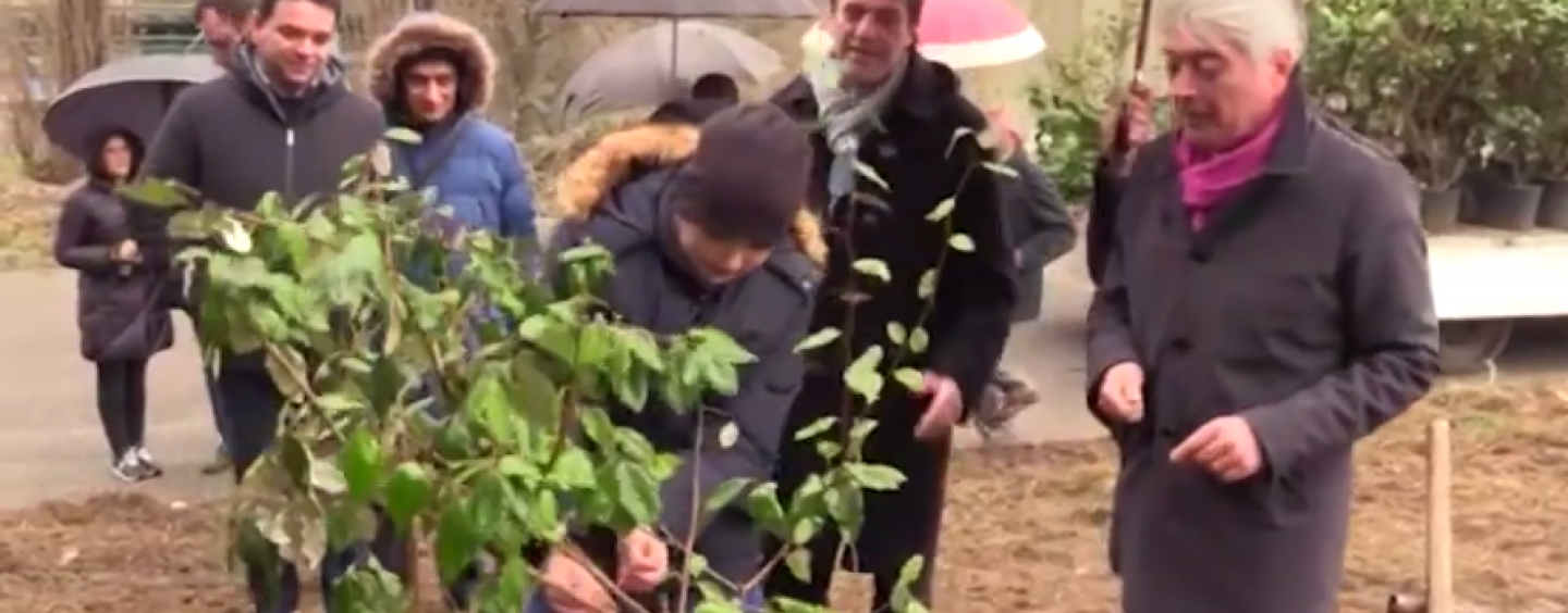 Stir di Avellino primo in Campania senza ecoballe: al loro posto 50 Olivastri di Boemia