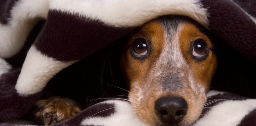 Verso una società antispecista, animalisti e 5stelle contro ogni forma di violenza