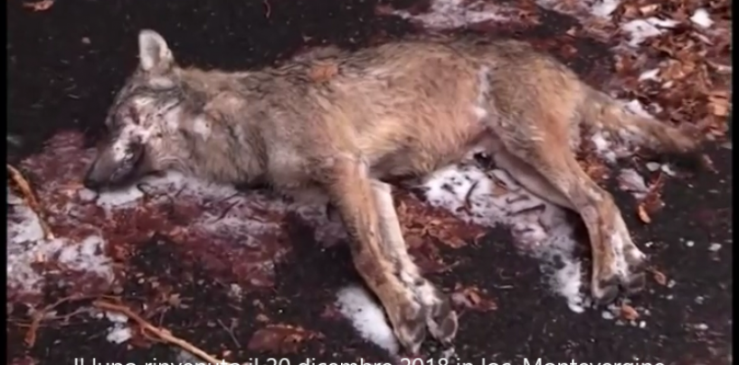 Lupo morto a Montevergine, Sos Natura chiama il Comune di Mercogliano