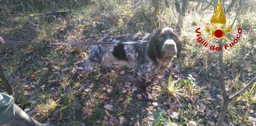 Cane da caccia cade in un dirupo di 50 metri: salvato dai Vigili del Fuoco