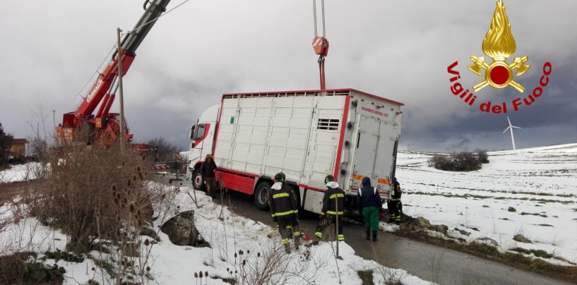 Camion carico di maiali finisce fuori strada a Bisaccia: i caschi rossi mettono in salvo mezzo e suini