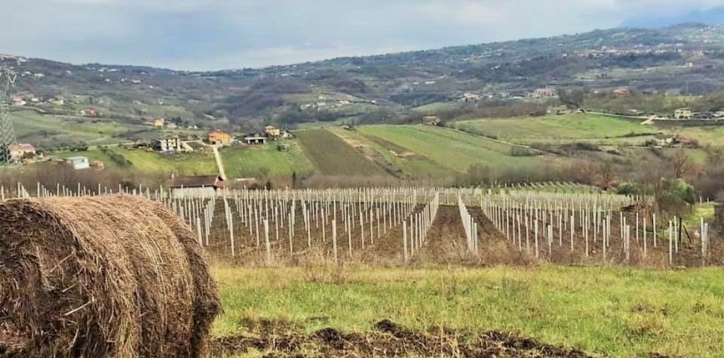 Alla scoperta dell’Oro d’Irpinia, parte da Chianche il progetto itinerante dedicato al Greco di Tufo