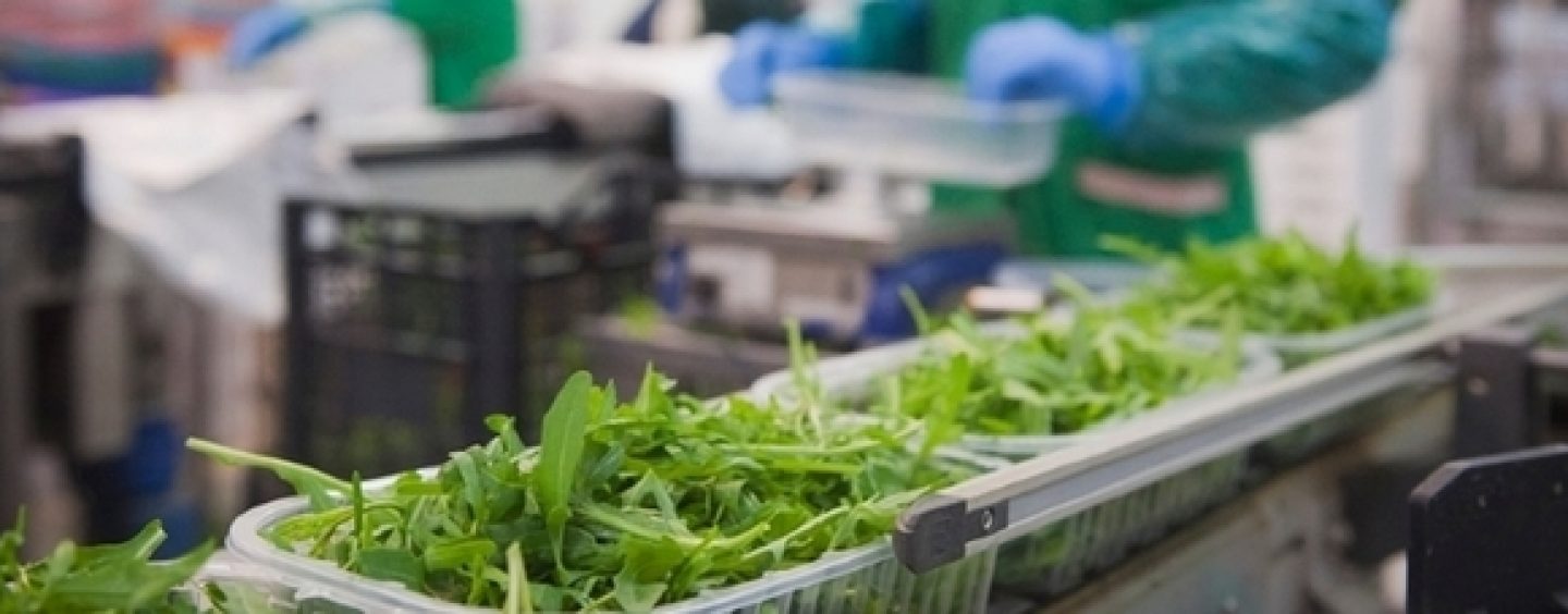 Rucola IGP al Fruit Logistica di Berlino, pronta a scalare la Top Ten del Made in Italy