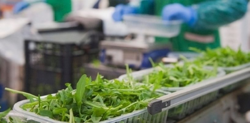 Rucola IGP al Fruit Logistica di Berlino, pronta a scalare la Top Ten del Made in Italy