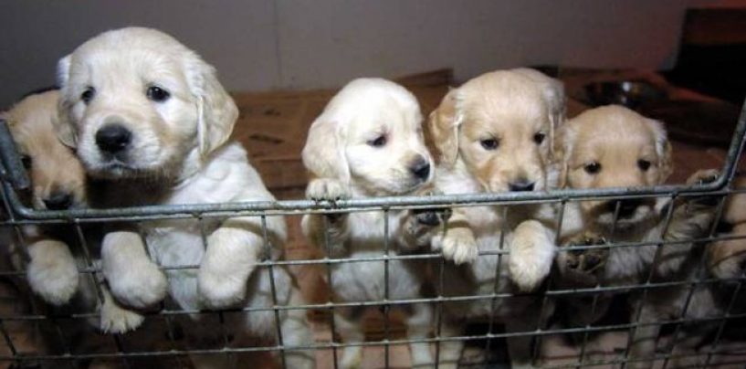 Smantellato traffico illegale di cani dalla Slovacchia: oltre cento cuccioli sequestrati