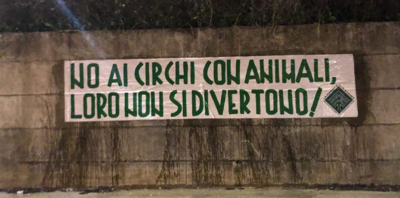 “Basta sfruttare gli animali nei circhi”, l’appello alle istituzioni