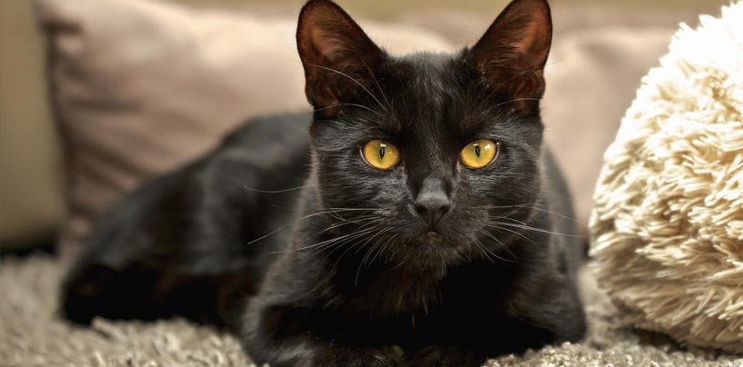Le guardie ambientali di Avellino salvano “Nero”, il gatto ferito da un branco di randagi