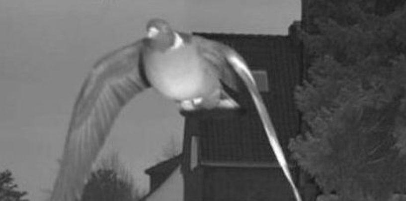 Piccione troppo veloce, scatta l’autovelox e il fotogramma diventa virale