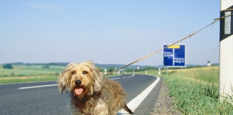 Cani abbandonati, già 361 nel primo ponte d’estate. 44 in Campania