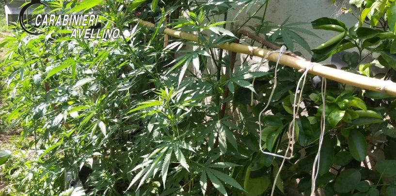 Sorpreso con oltre 40 piante di marijuana sul balcone di casa, 35enne finisce ai domiciliari