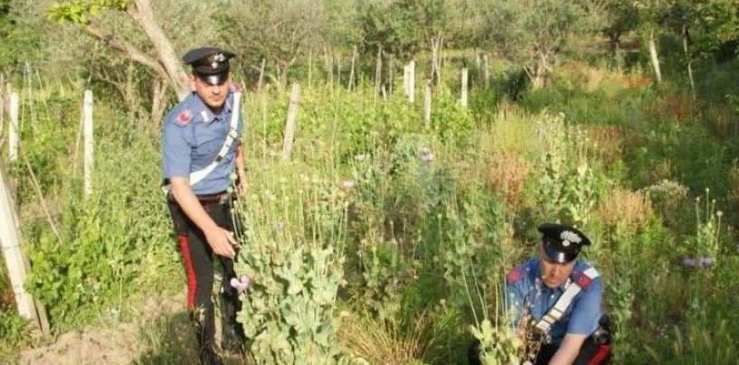 Coltivava piante di oppio in un bosco: denunciato