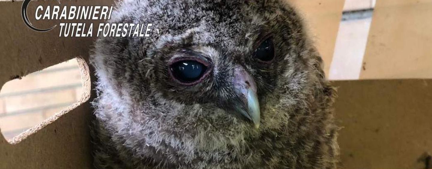 Cucciolo di rapace trovato a Lauro, i Carabinieri lo affidano al centro recupero di Napoli