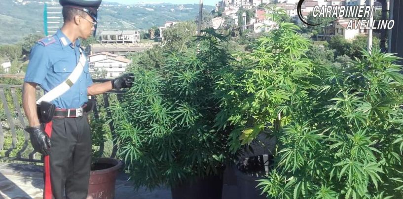 Coltiva marijuana sul balcone, nei guai un 50enne di Taurasi
