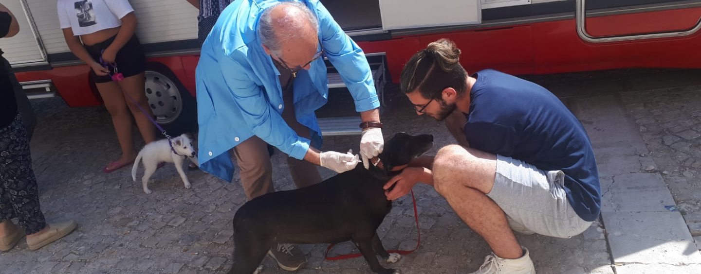 Microchip gratuiti ai cani di Santa Paolina, successo per la campagna promossa dal comune