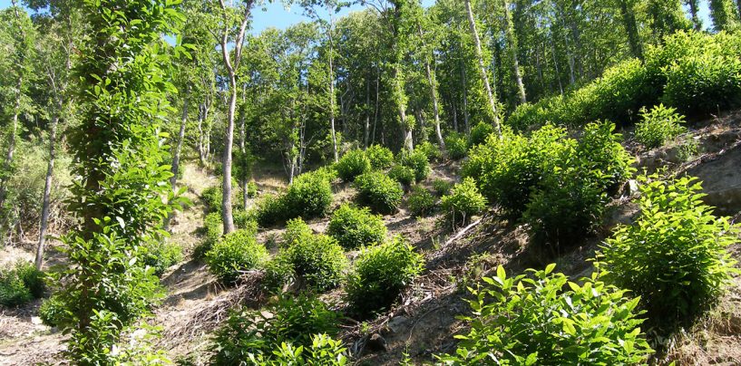 Trasforma un bosco ceduo in castagneto da frutto, denunciato un 55enne di Lauro