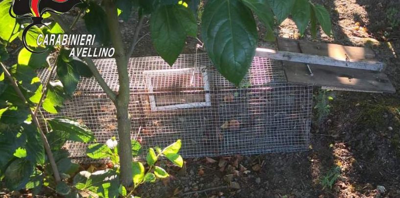 Bracconiere beccato dai Carabinieri: sequestrate reti e trappole