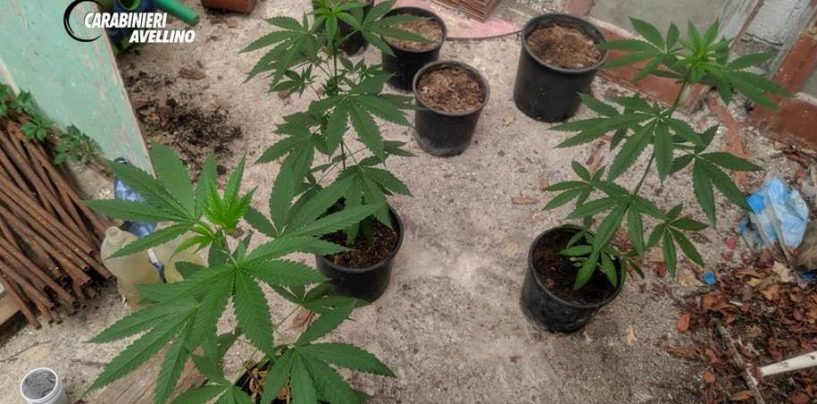 Coltiva tre piante di canapa, nei guai un 71enne di Paternopoli
