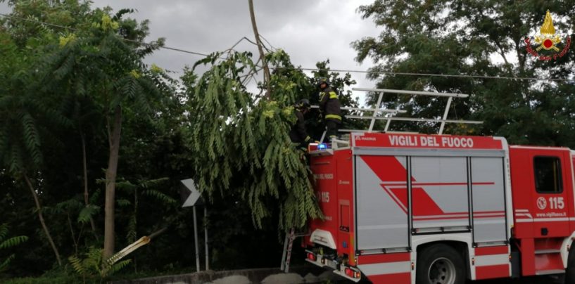 Alberi pericolanti e allagamenti: il maltempo flagella l’Irpinia