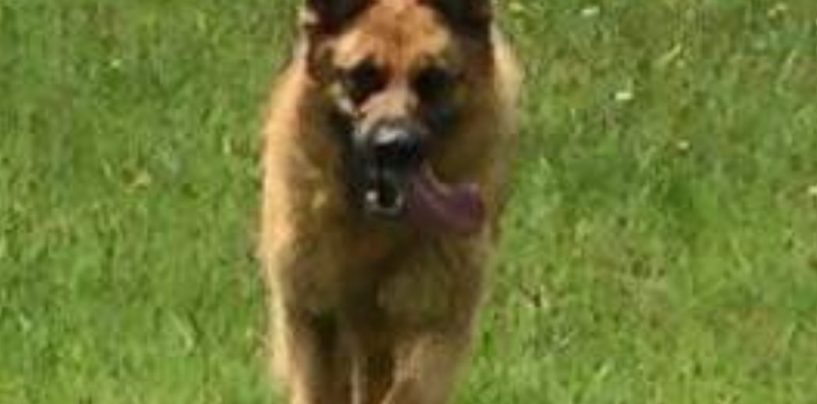 Muore Buk, il cane antidroga della penitenziaria di Avellino