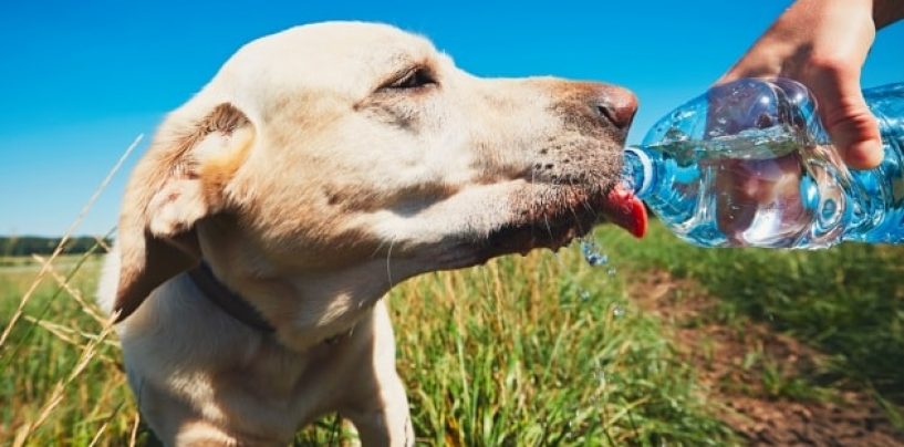 Allarme caldo, come difendere i nostri amici a 4 zampe