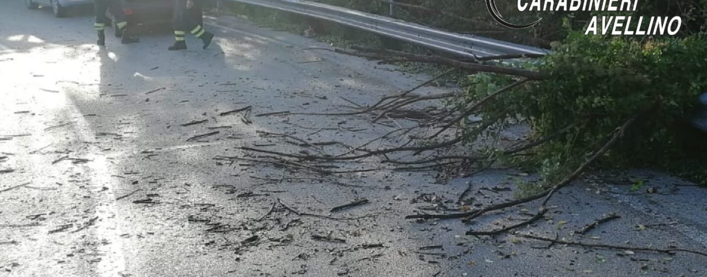 Panico sulla strada provinciale 400, rami si abbattono su un’auto in transito: solo tanta paura