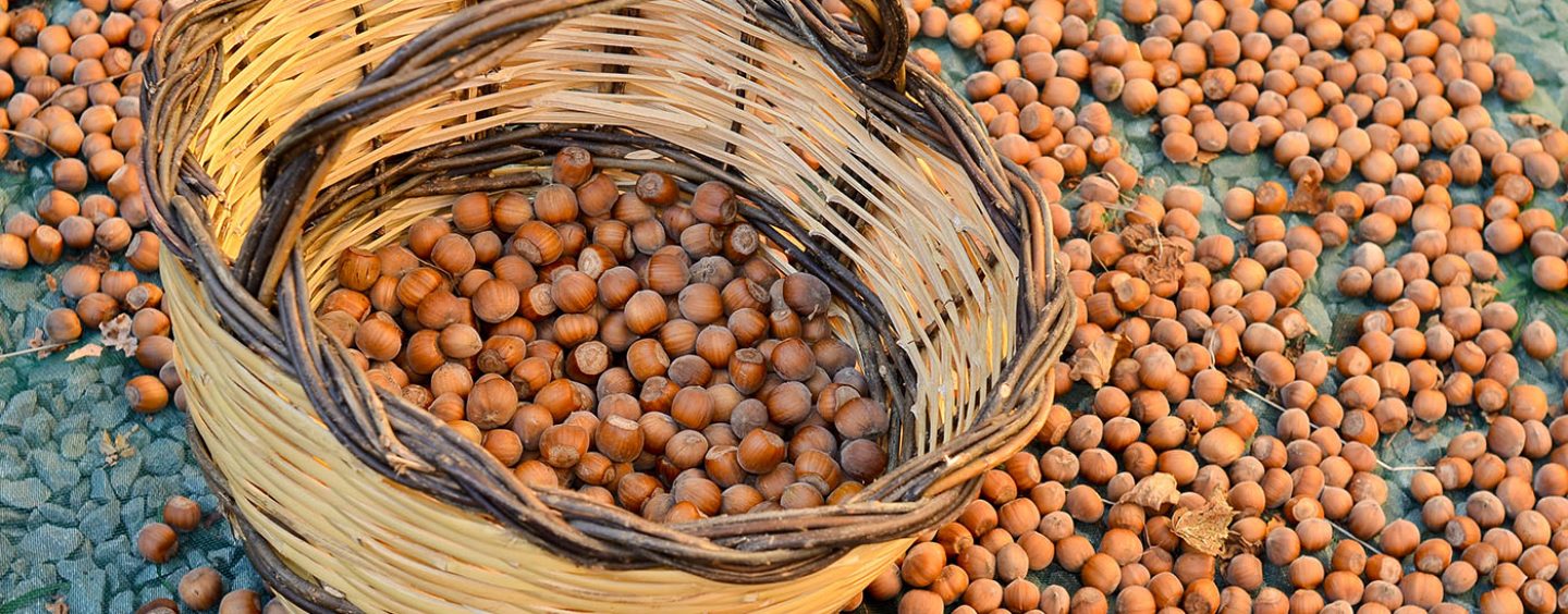 Raccolta di nocciole, gli Agronomi irpini: “Annata di buona qualità, ma in calo la produzione”