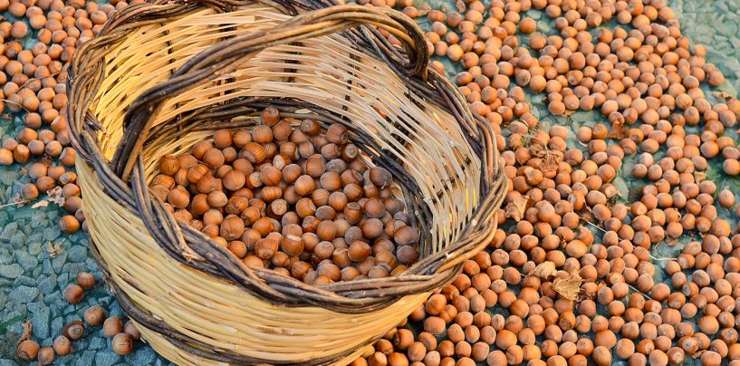 Raccolta di nocciole, gli Agronomi irpini: “Annata di buona qualità, ma in calo la produzione”