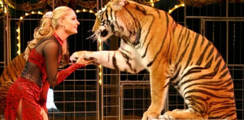 Circo senza animali entro i prossimi due anni, la Regione Campania approva la mozione