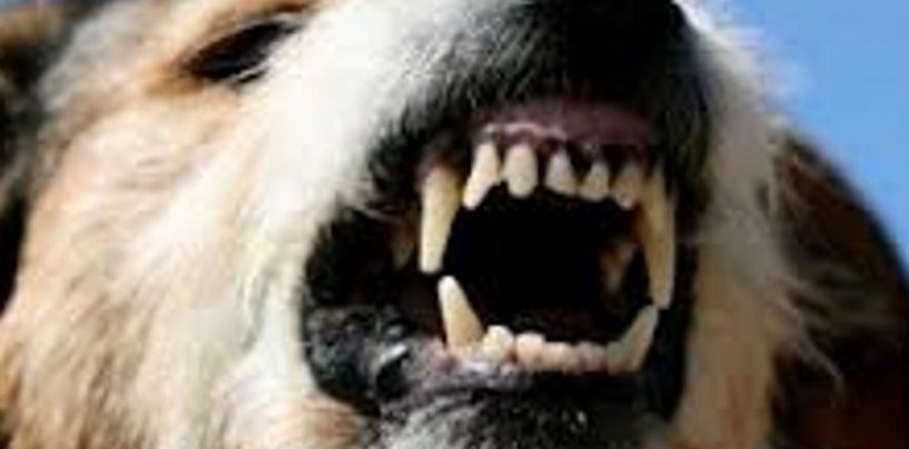 Baiano: donna aggredita da un cane randagio