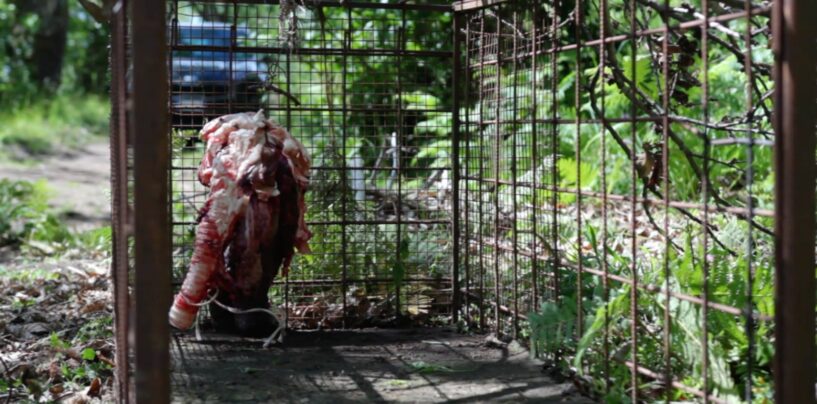 La pantera in “giro” per Avellino: avvistata a campetto Santa Rita